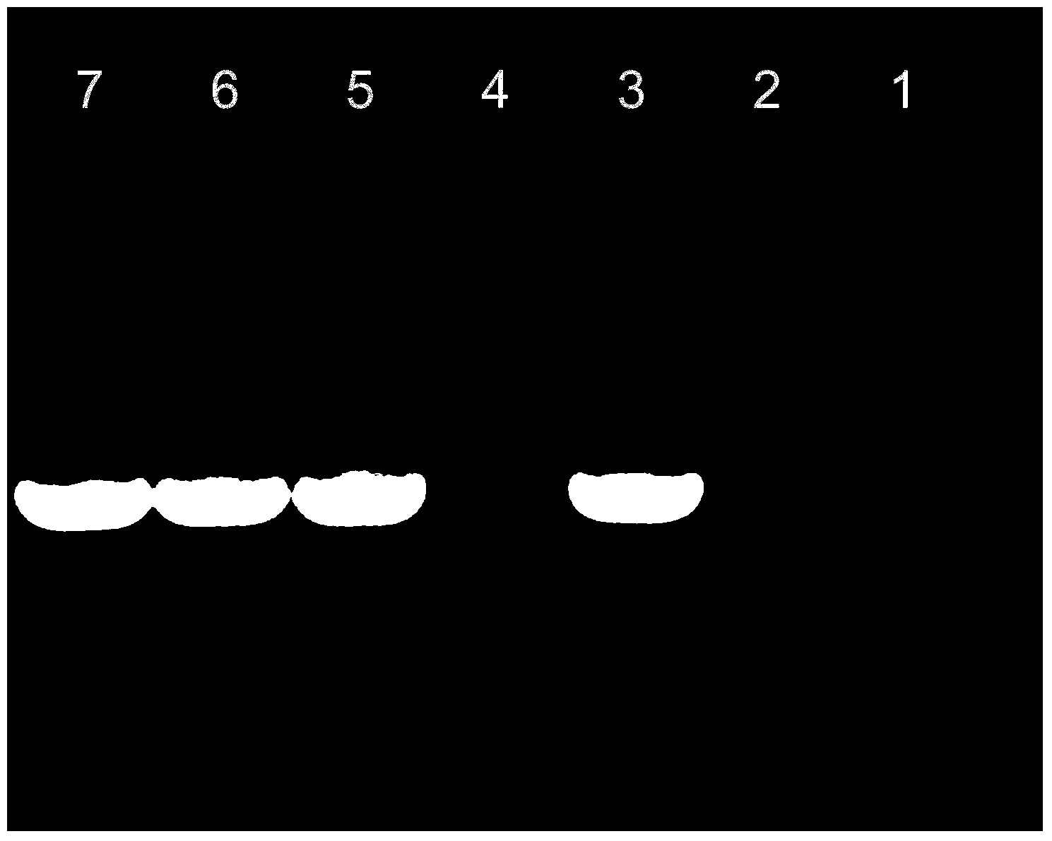 Method for preparing genetically modified cotton from axillary bud of cotton cotyledon