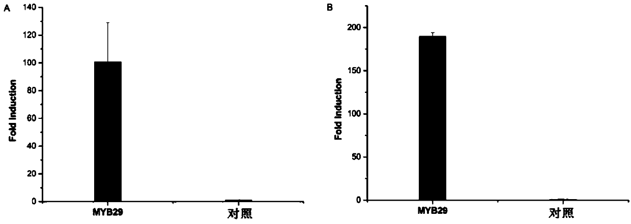 A kind of soybean myb type transcription factor gmmyb29 and its coding gene and application