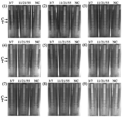 RPA (recombinase polymerase amplification) method, PRA special primer and RPA probe for detecting universal human adenovirus, and application of RPA probe