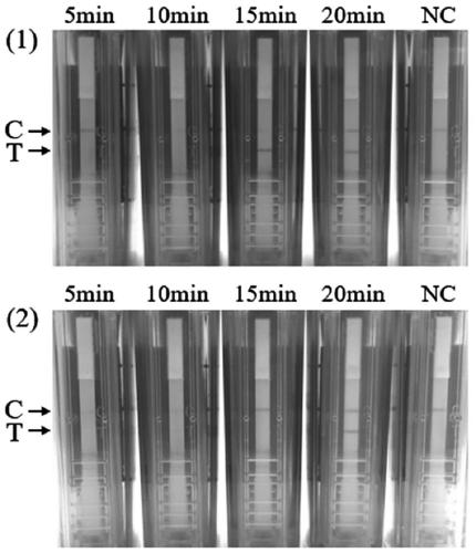 RPA (recombinase polymerase amplification) method, PRA special primer and RPA probe for detecting universal human adenovirus, and application of RPA probe