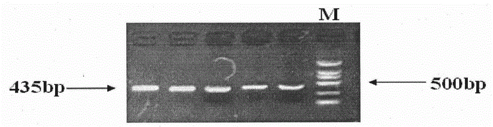 Molecular marker ISG15 related to pig immune and reproductive traits