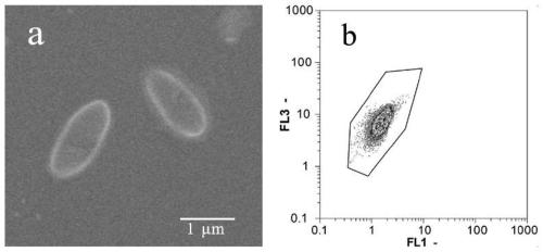 Screening and application of a polybrominated diphenyl ether (pbdes) degrading bacterium