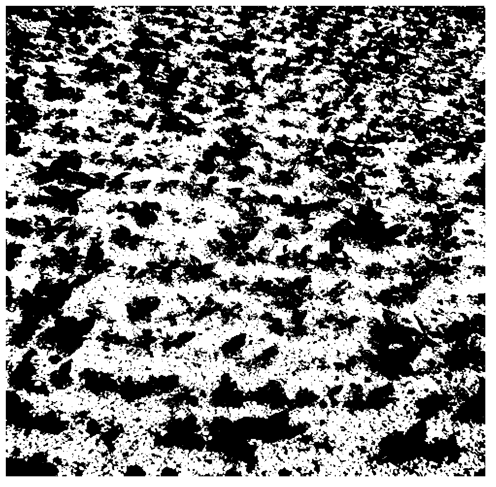 Method for breeding cherry seedlings in large scales through tissue culturing