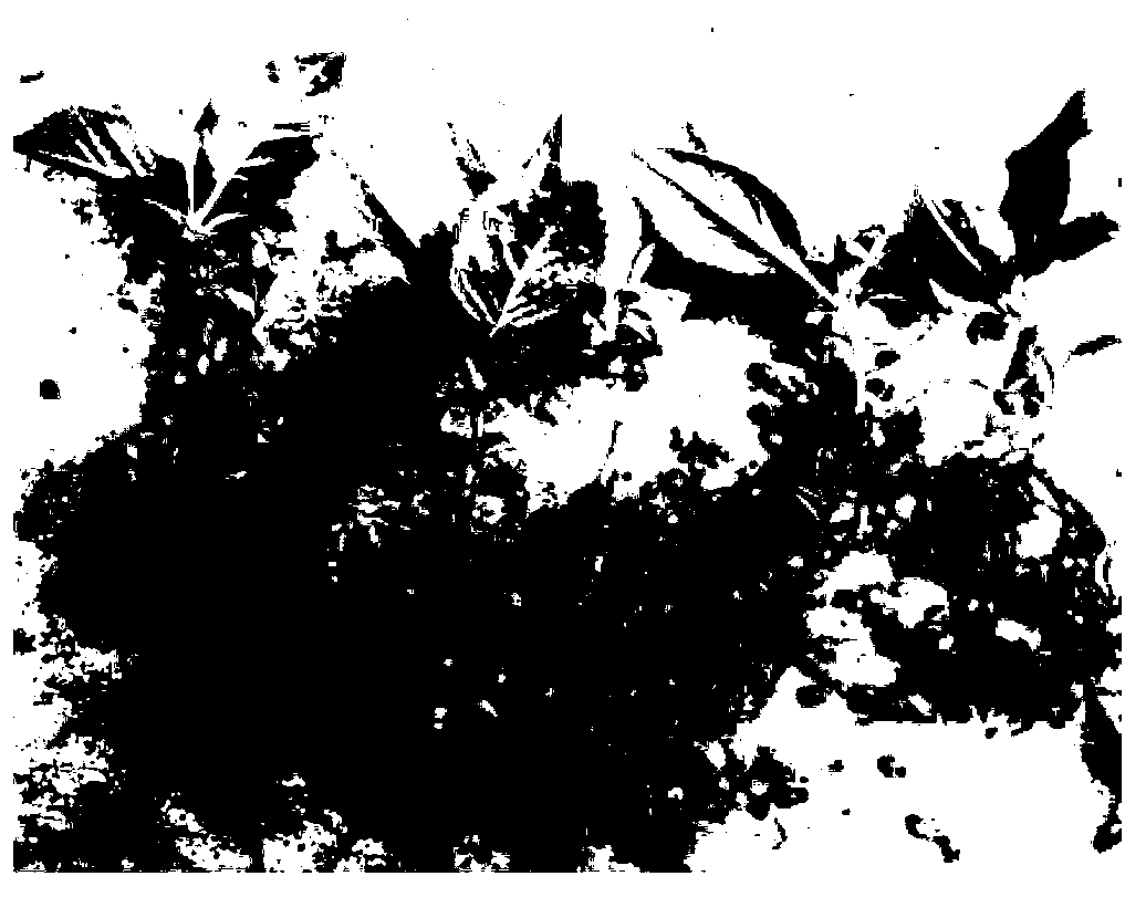 Method for breeding cherry seedlings in large scales through tissue culturing