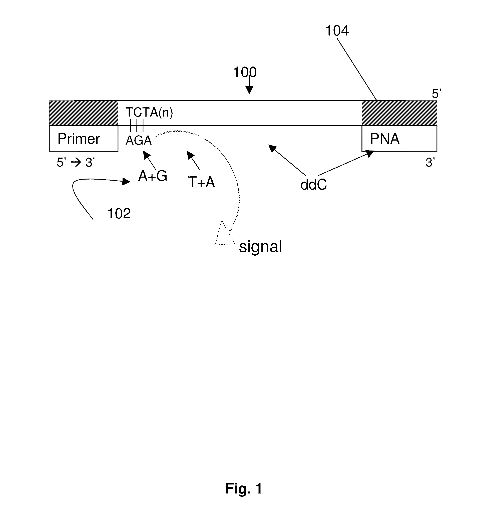 DNA template tailoring using pna and modified nucleotides