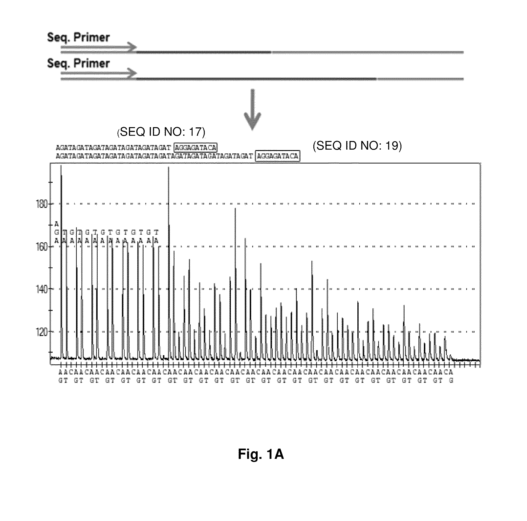 DNA template tailoring using pna and modified nucleotides