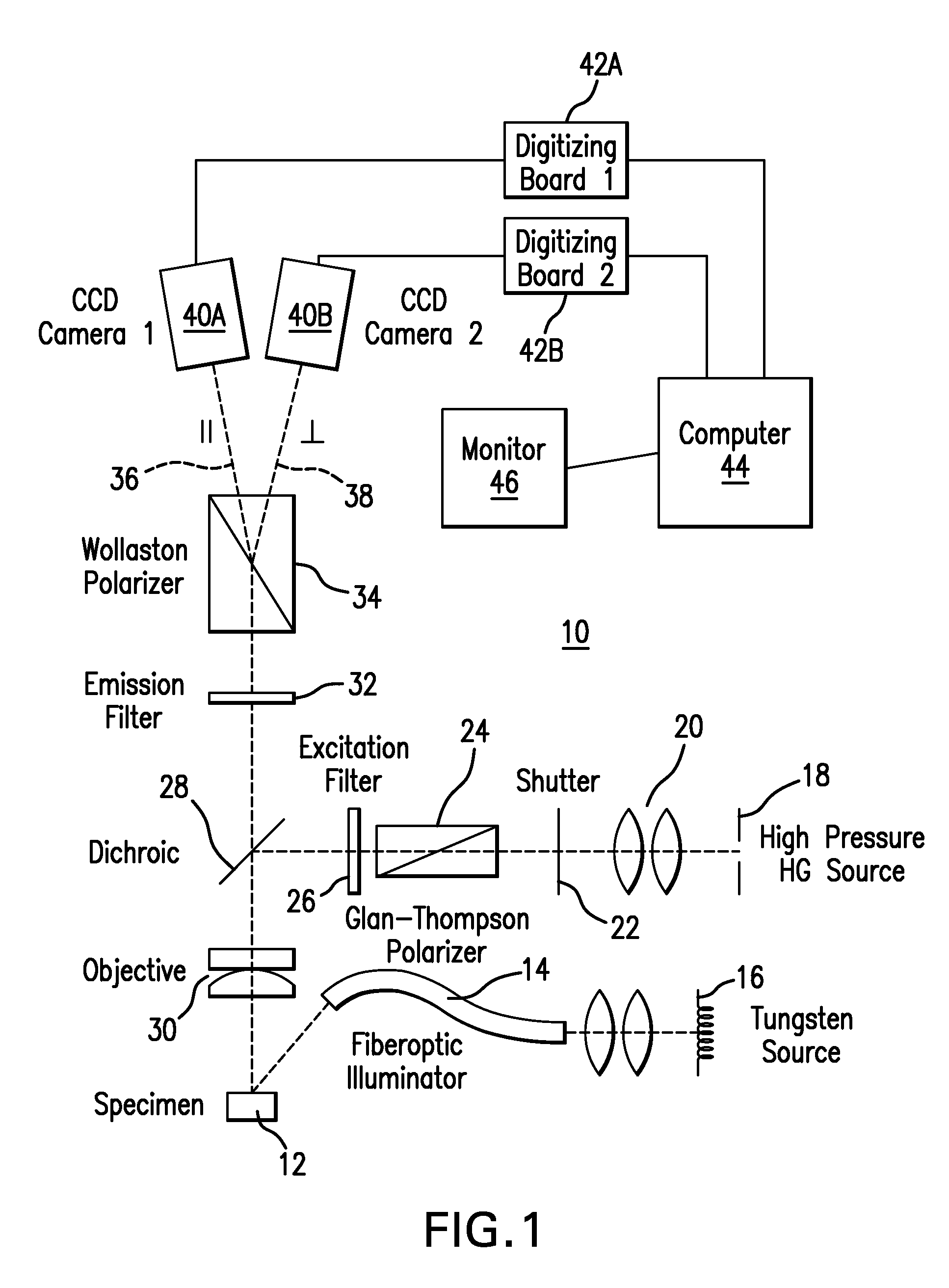 Method and apparatus for the non-invasive measurement of tissue function and metabolism by determination of steady-state fluorescence anisotropy