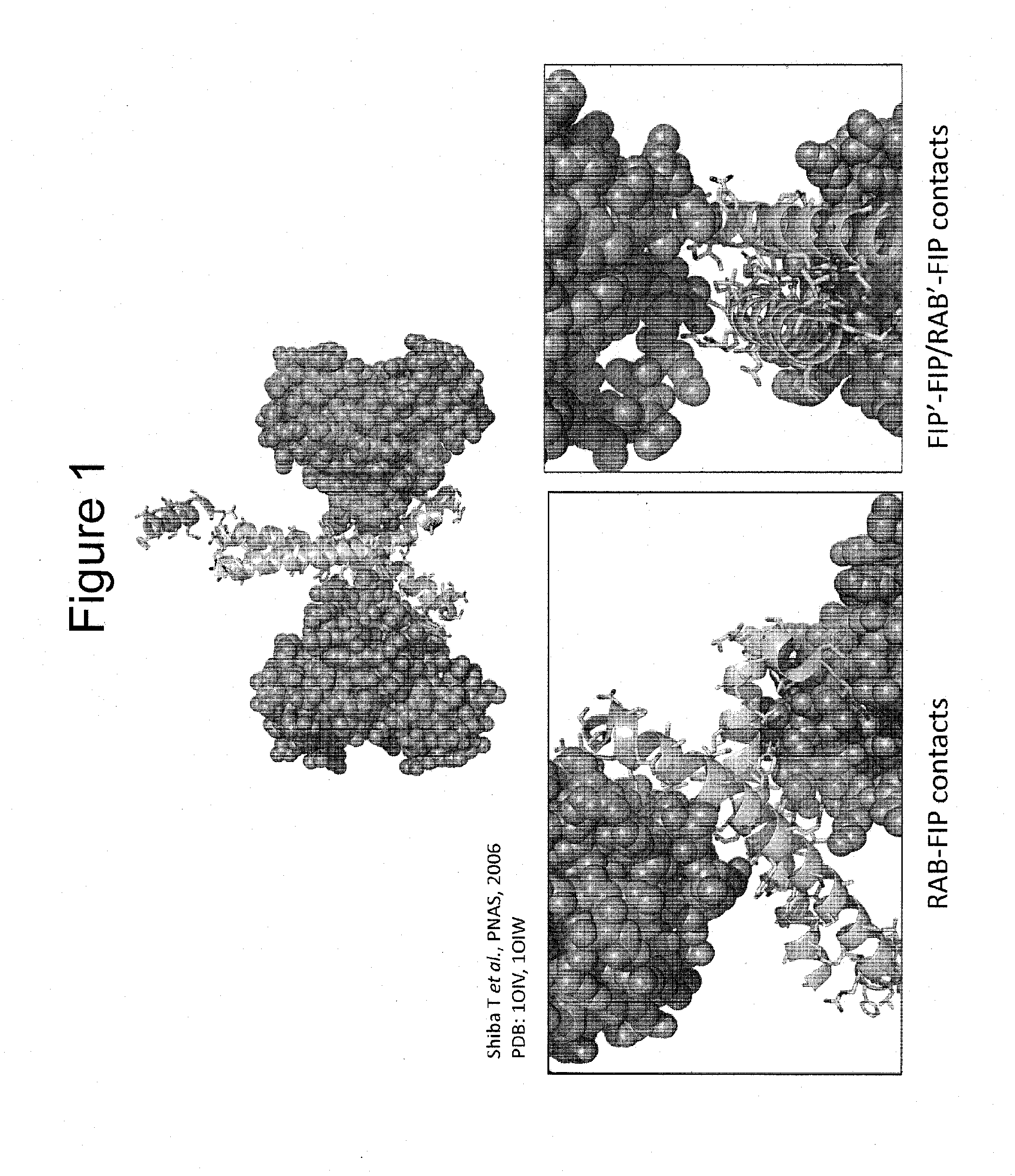 Stabilized polypeptides as regulators of rab gtpase function