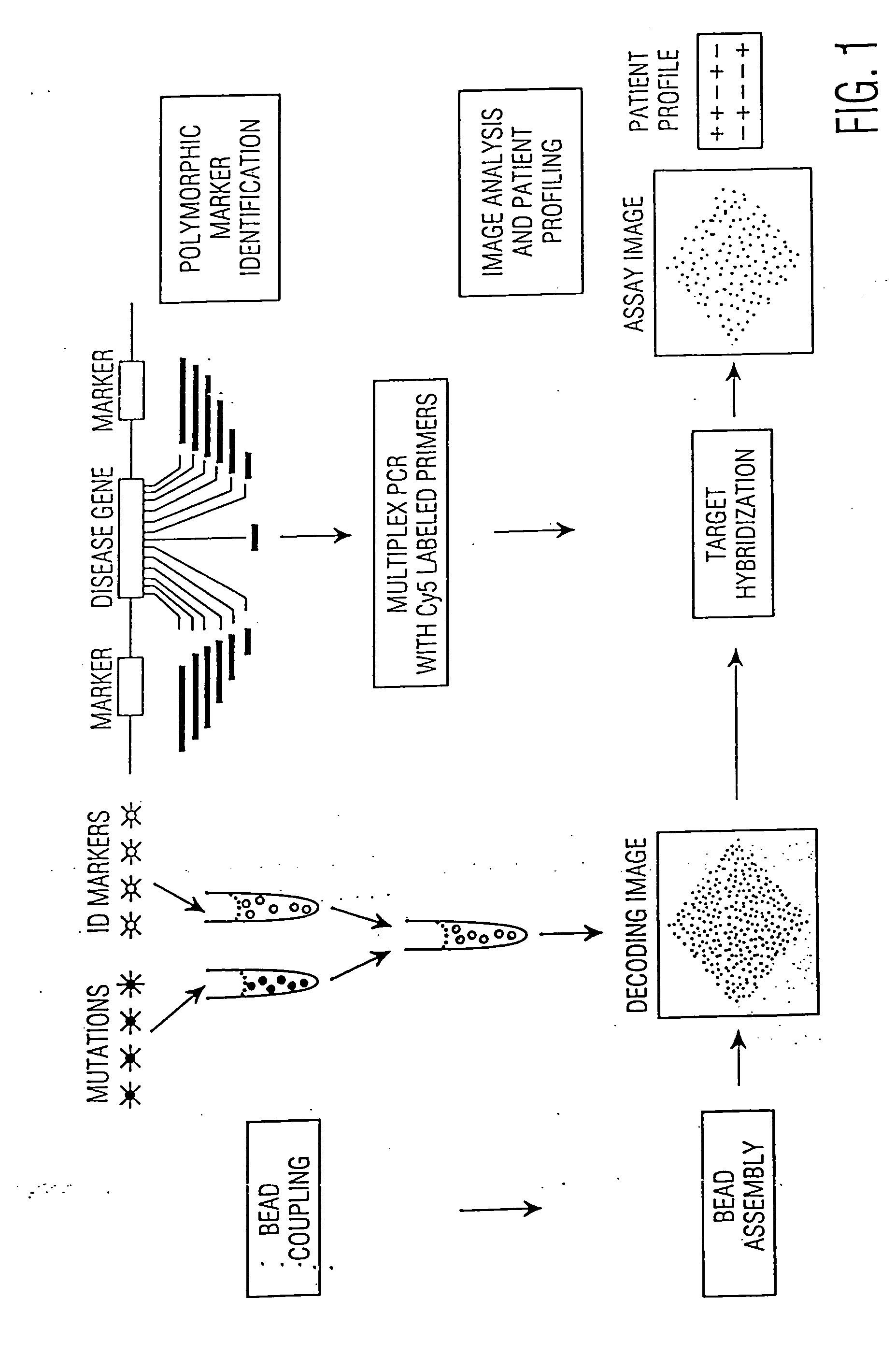 Determination of the number of tandem repeat nucleotides using encoded probe-displaying beads