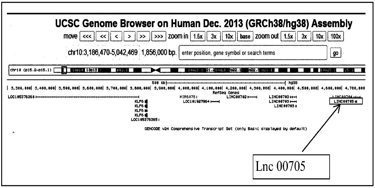 Long non-coding RNA and application thereof