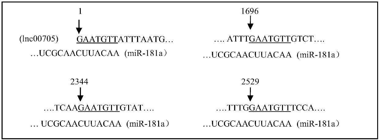 Long non-coding RNA and application thereof