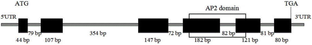 Application of isatis indigotica fort IiAP2/ERF049 gene to regulating and controlling synthesis of lignan compound