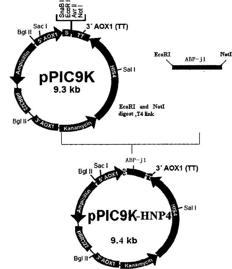 A kind of antibacterial polypeptide and its preparation method and application