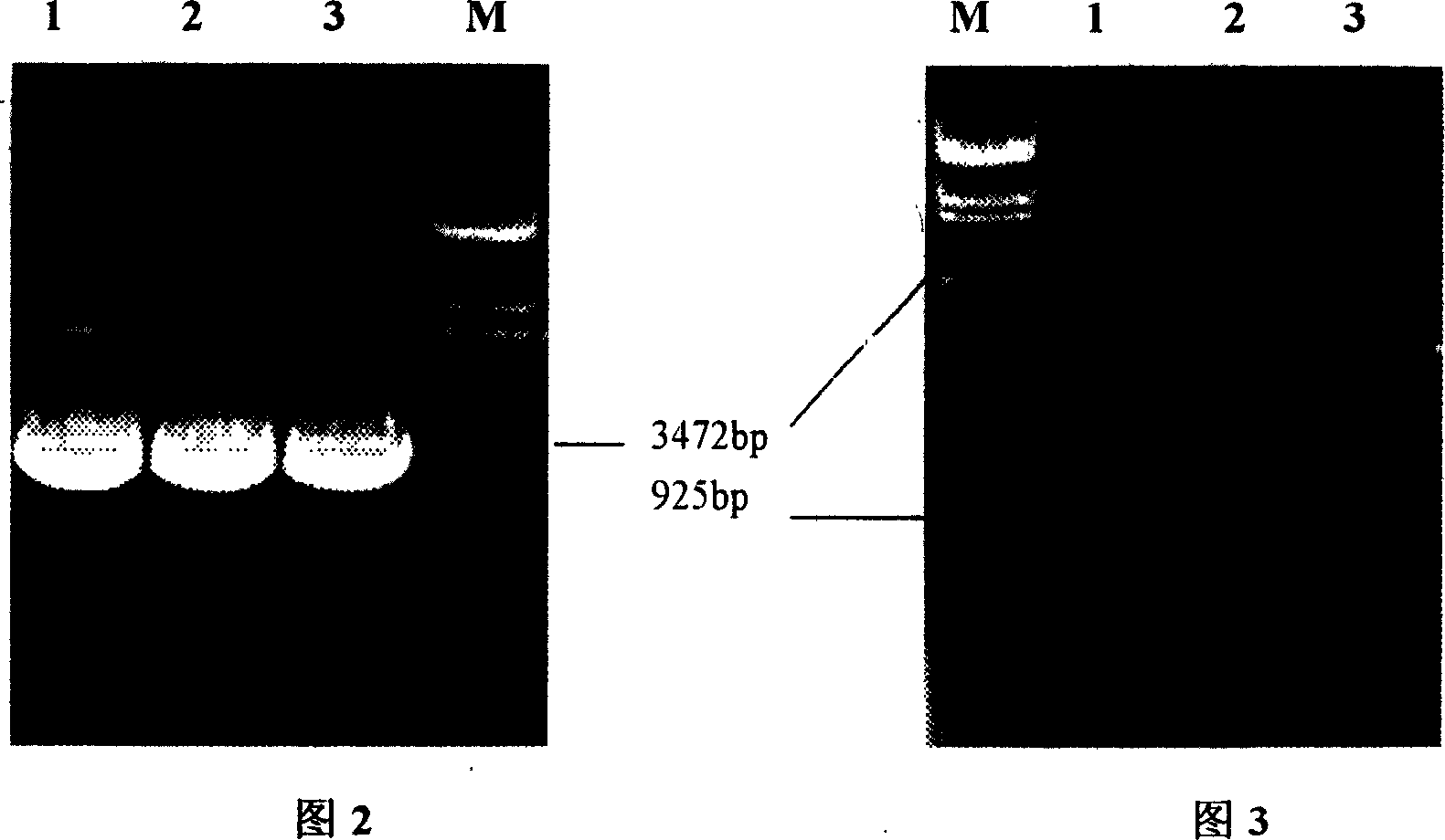 Gene of internal cutting glucanase of Bacillus megatherium and preparation process thereof