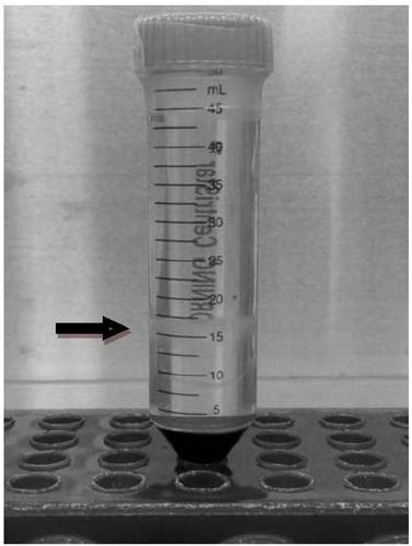 Method and application of induced neural stem cells