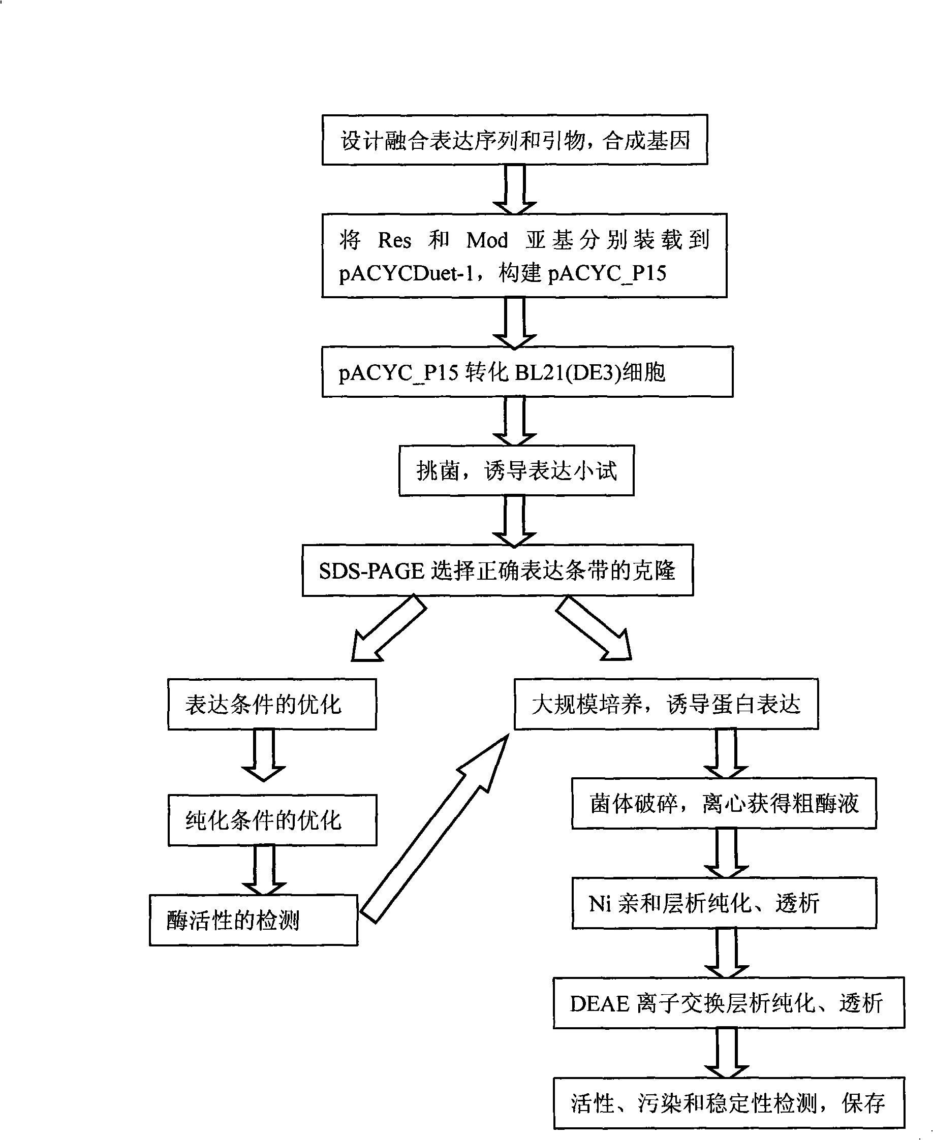 Method for constructing and producing restriction endonuclease Ecop15I