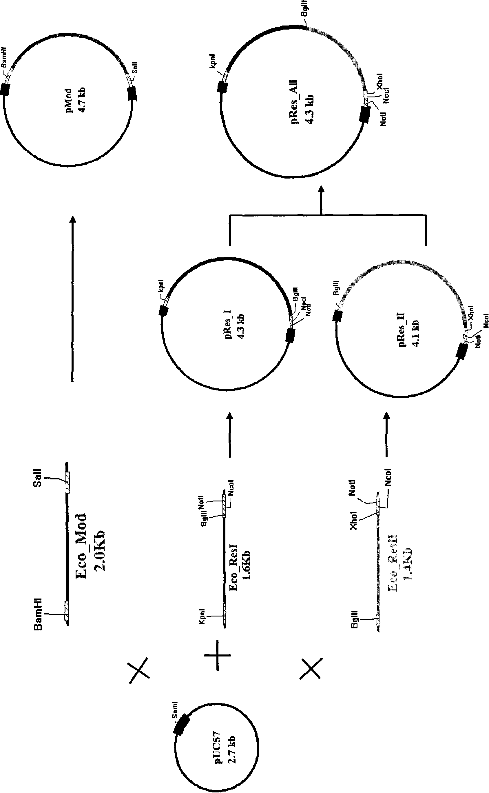 Method for constructing and producing restriction endonuclease Ecop15I