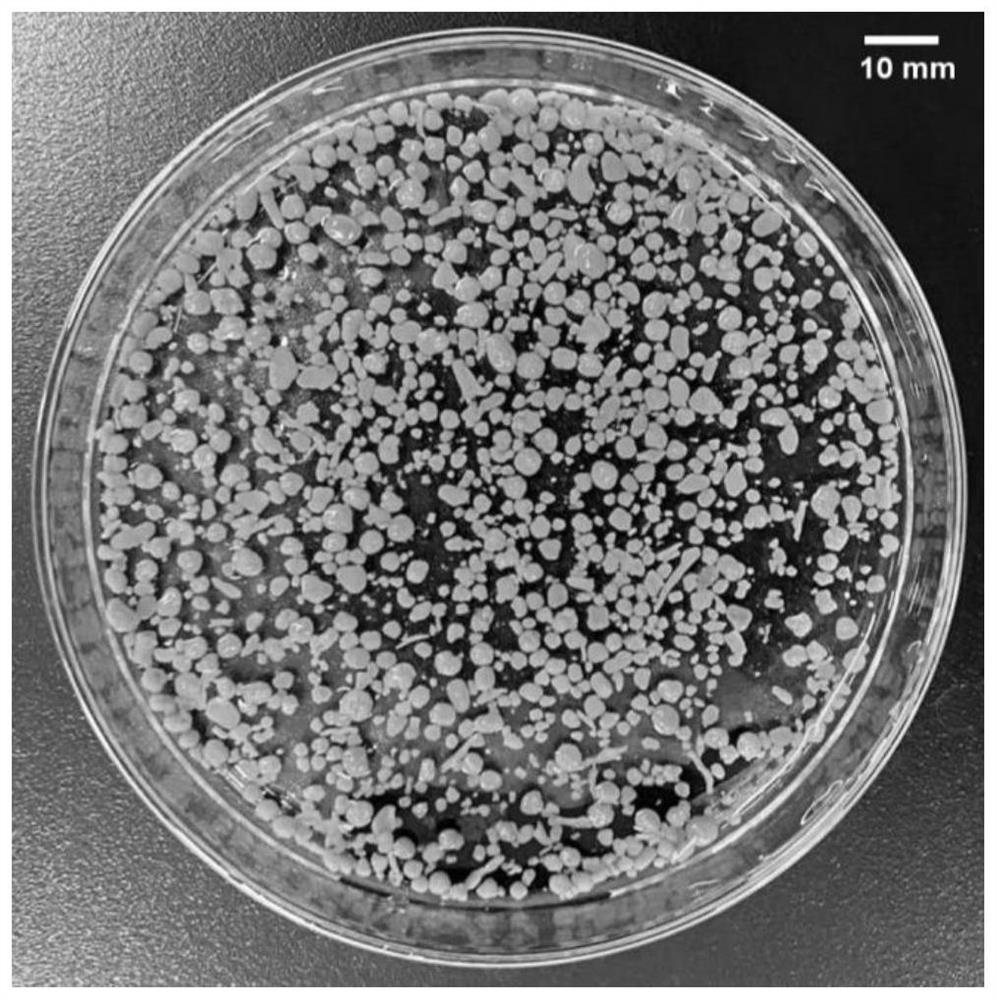 Short-cut nitrification granular sludge applied to high-salt and high-ammonia-nitrogen wastewater treatment and culture method