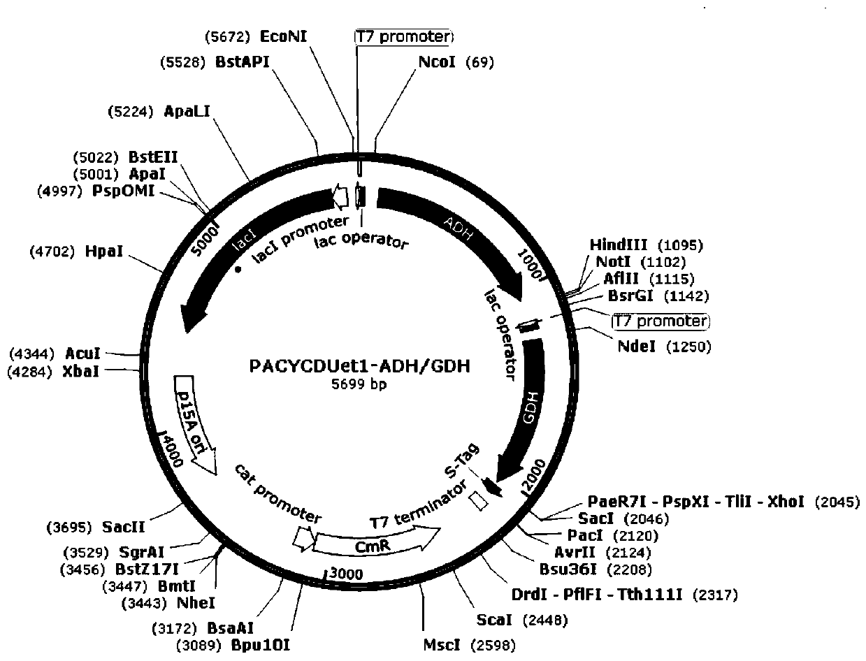 Recombinant genetically engineered bacterium of co-expressing olefine aldehyde reductase and glucose dehydrogenase and application of recombinant genetically engineered bacterium