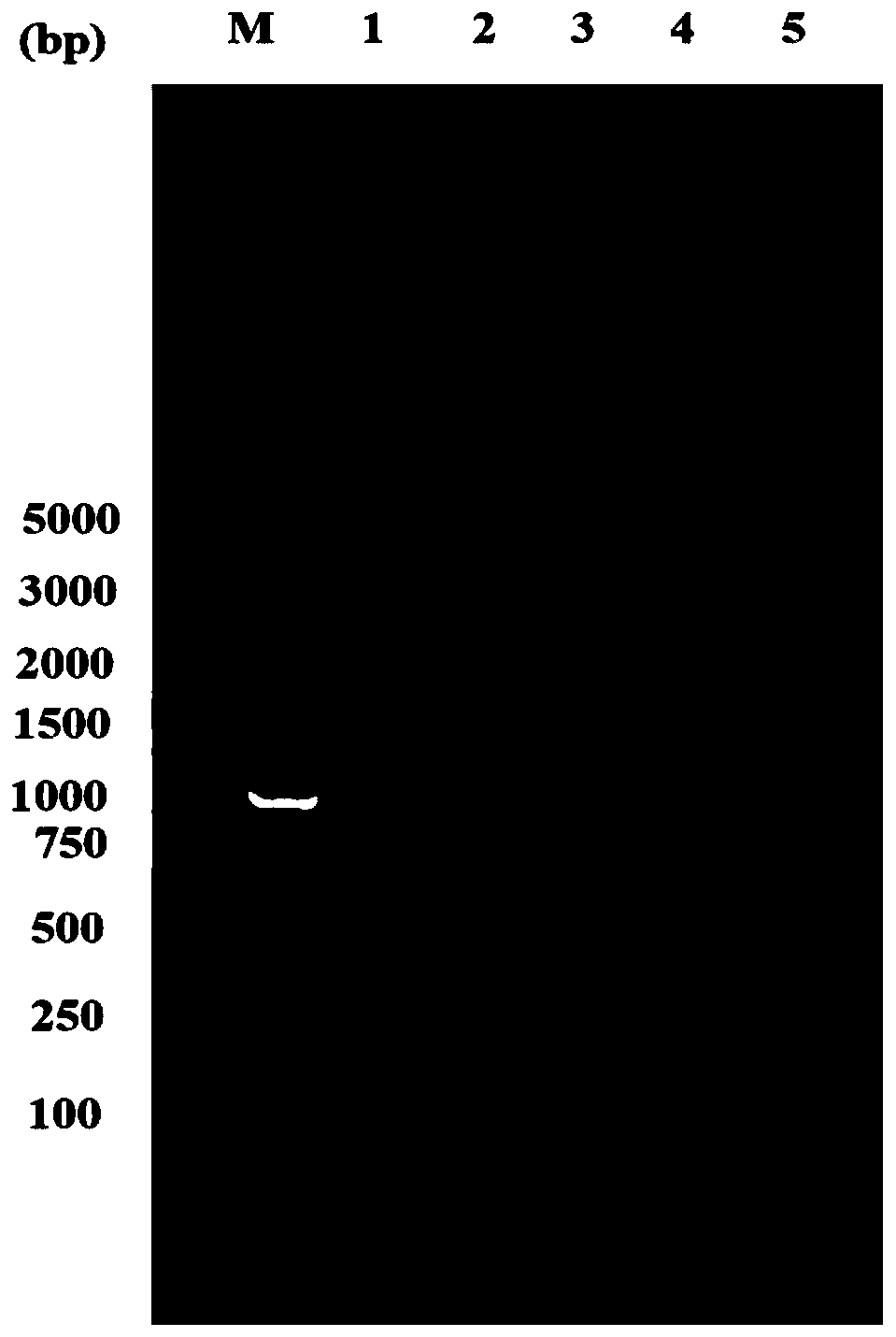 Coding gene of scylla paramamosain allergenic protein and application thereof