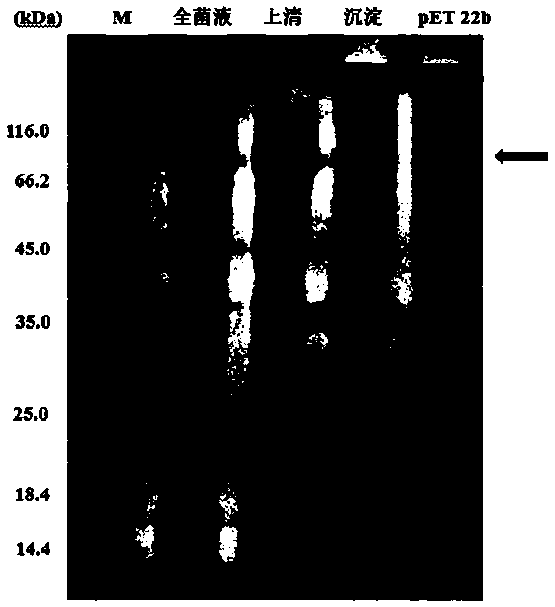 Coding gene of scylla paramamosain allergenic protein and application thereof