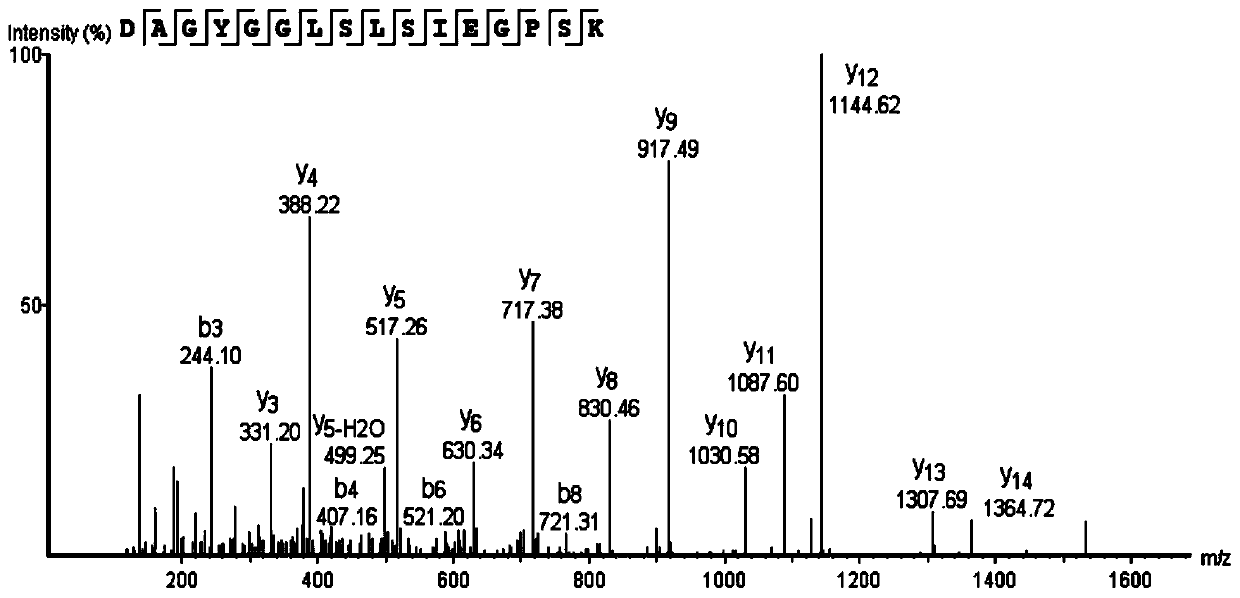 Coding gene of scylla paramamosain allergenic protein and application thereof