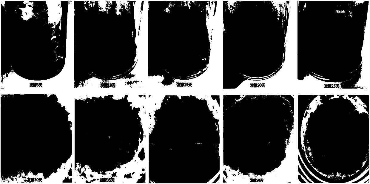 Microbial transformation and application of eurotium cristatum on chemical components of Docynia indica(Wall.)Dcne leaves