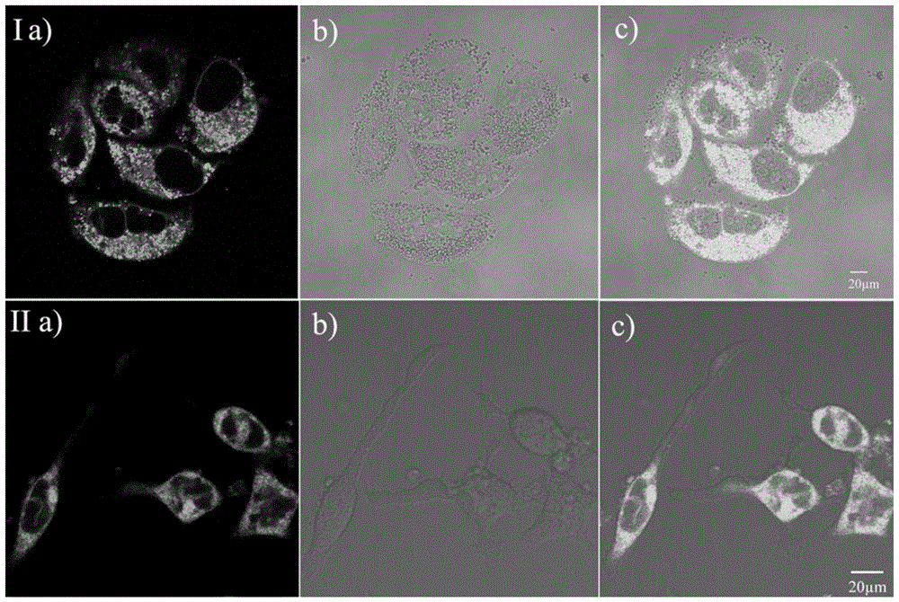 A membrane-permeable dye with a large two-photon fluorescence active cross-section and its application