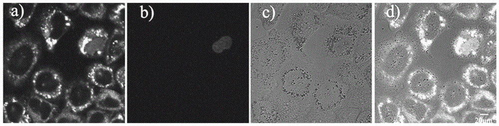 A membrane-permeable dye with a large two-photon fluorescence active cross-section and its application