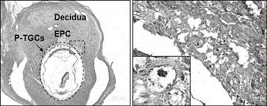 Application of p110 delta and antibody of p110 delta in specifically marking trophoblast giant cell (pTGC)