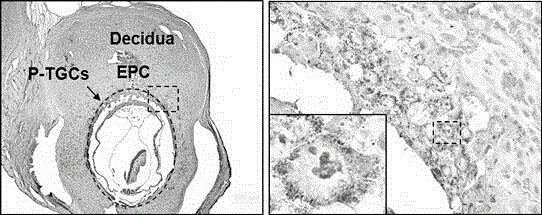 Application of p110 delta and antibody of p110 delta in specifically marking trophoblast giant cell (pTGC)