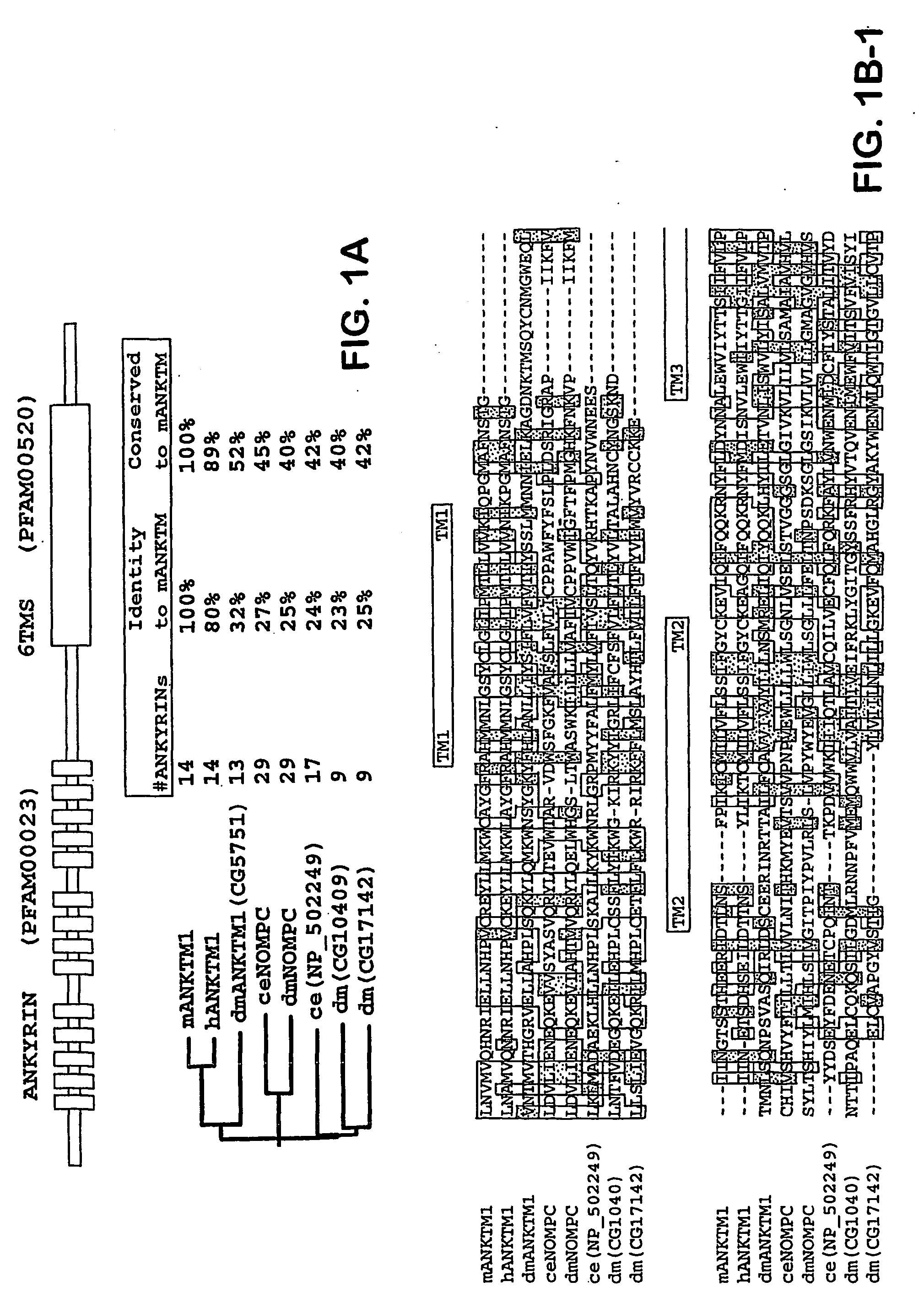 Anktm1, a cold-activated trp-like channel expressed in nociceptive neurons