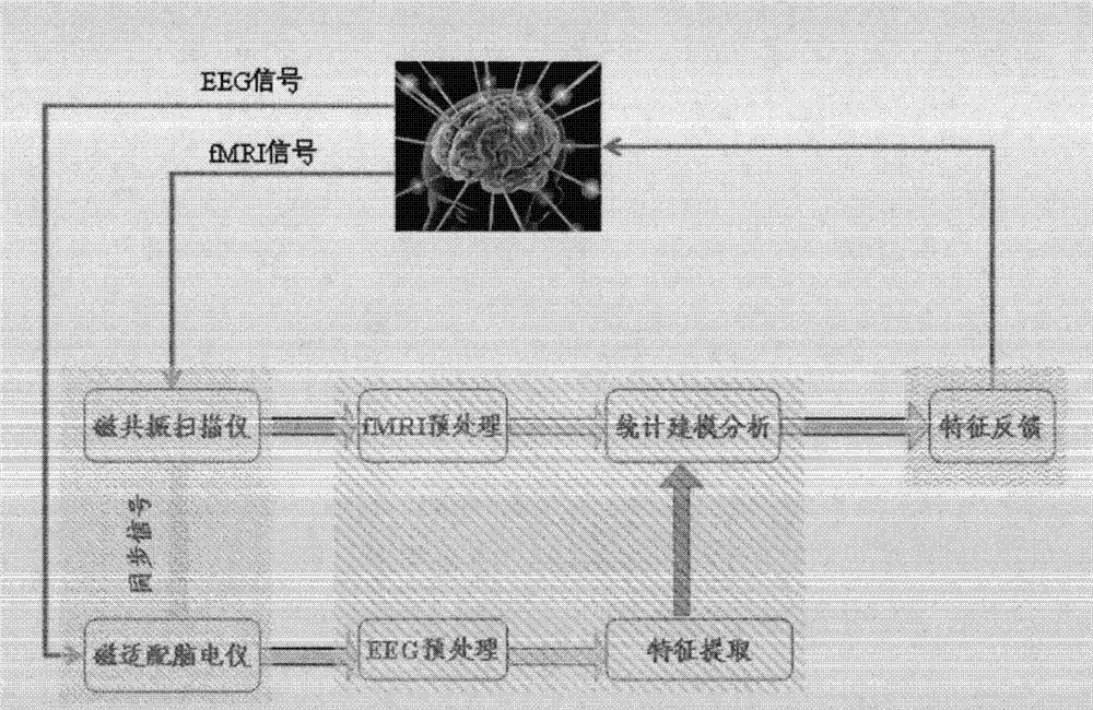 Feedback system combining electroencephalogram and functional magnetic resonance signals