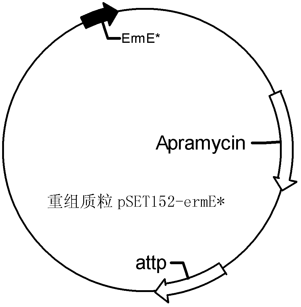 Engineering bacteria for producing erythromycin and application of the engineering bacteria