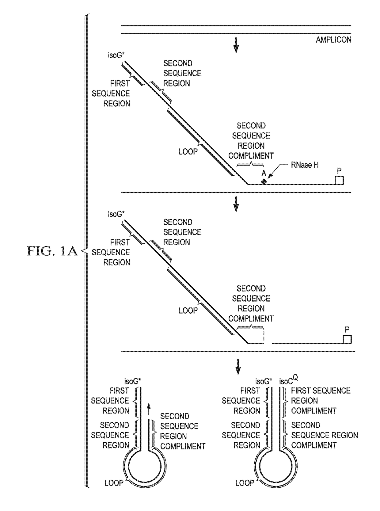 Probes for improved melt discrimination and multiplexing in nucleic acid assays