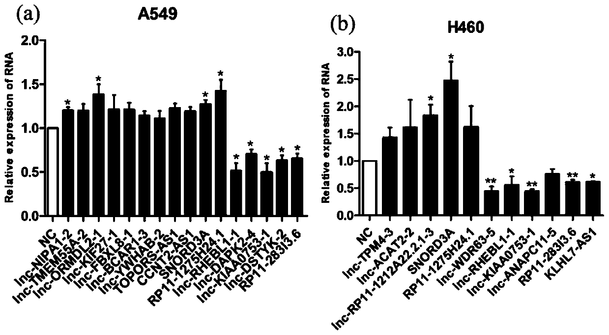 Application of long-chain non-coding RNA lncLCIR-1 as lung cancer molecular marker