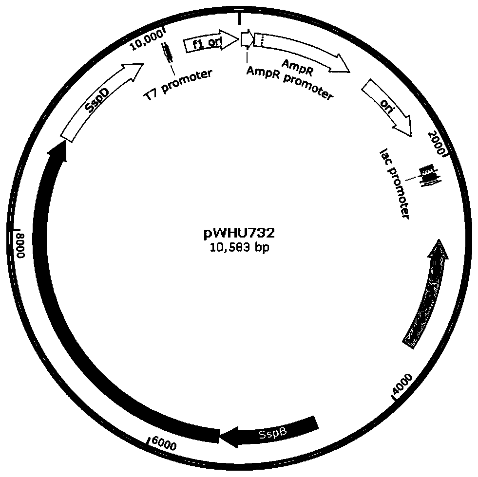 Antiphagin and artiviral system based on DNA sulfur phosphorus acylation modification