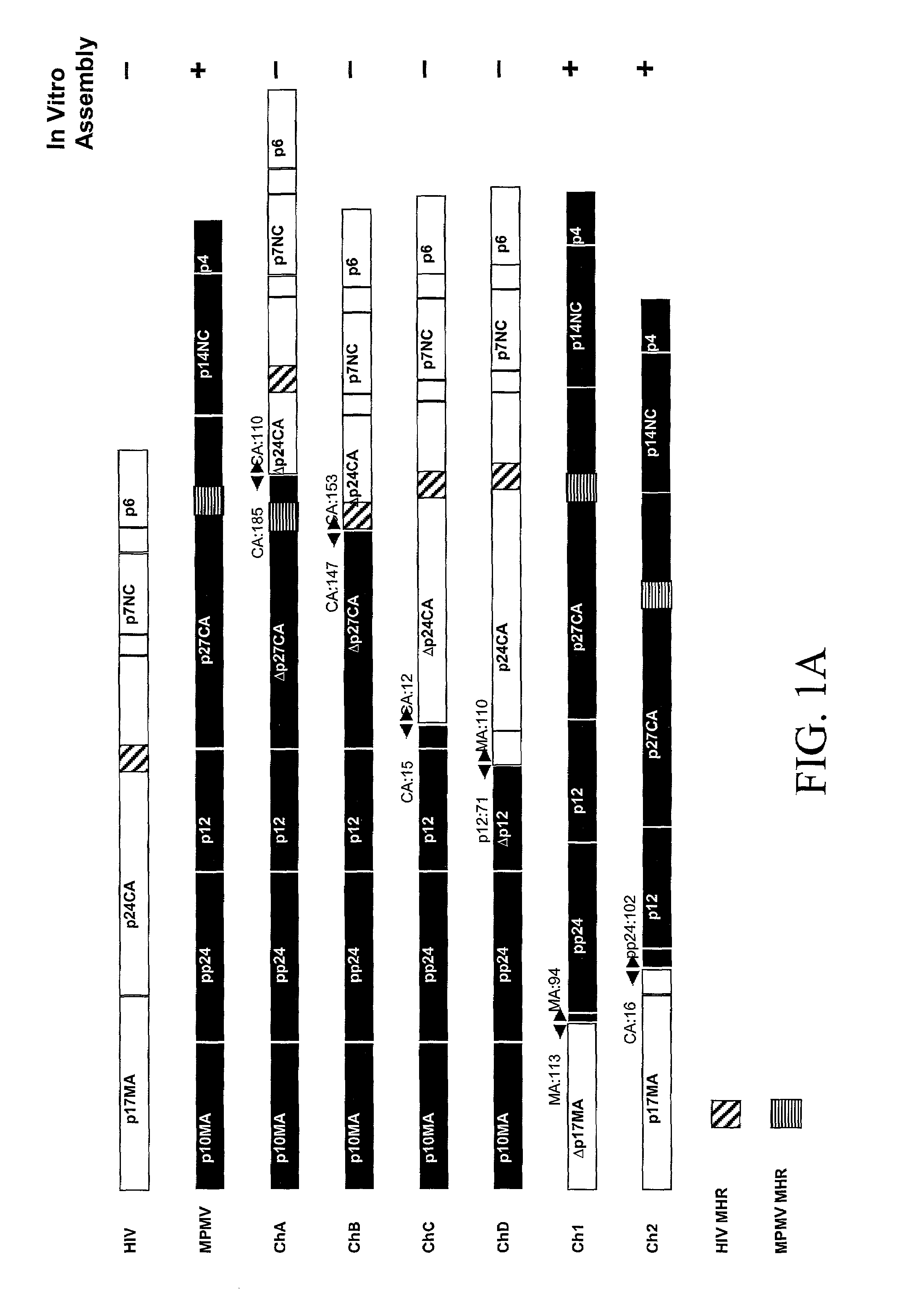 Chimeric retroviral gag genes and screening assays