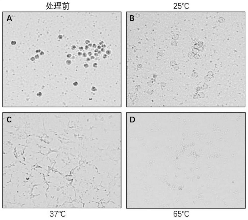 Pretreatment solution, kit and pretreatment method for fluorescence in situ hybridization of cell samples