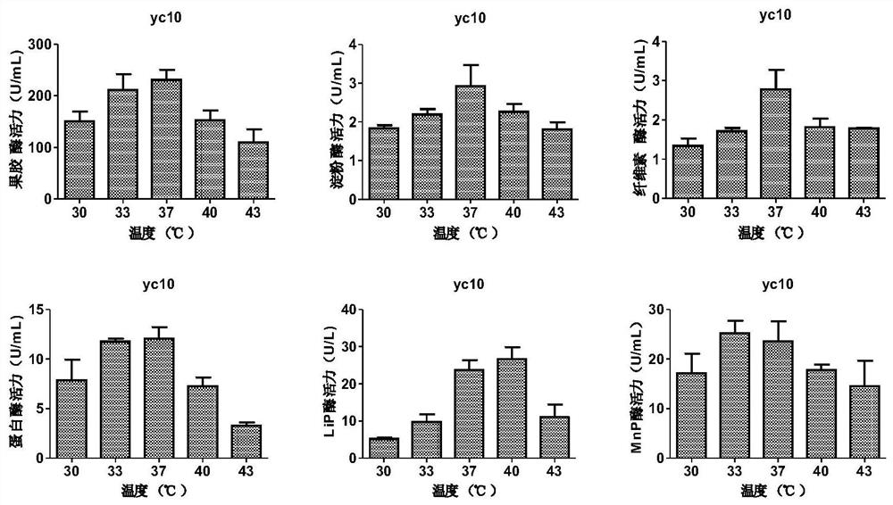 Bacteria with multiple degradation effects on bad components of tobacco leaves and application