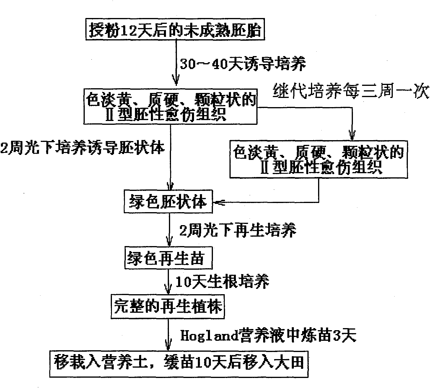 Method for building high-efficiency regeneration system of superior corn self-bred line agriculture line 531