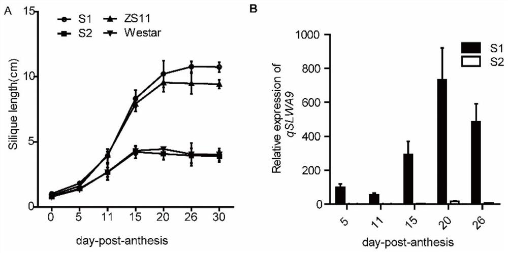 Identification and Application of an Enhanced Gene Expression Sequence in Brassica napus