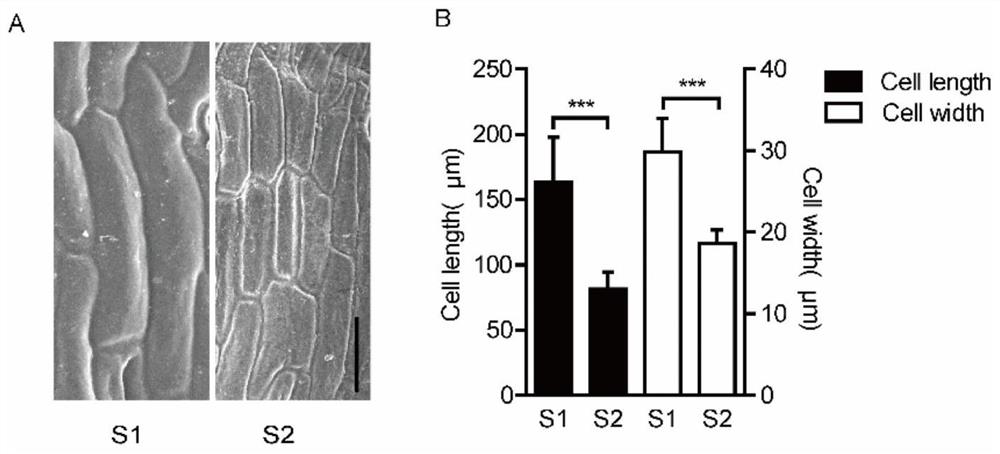 Identification and Application of an Enhanced Gene Expression Sequence in Brassica napus