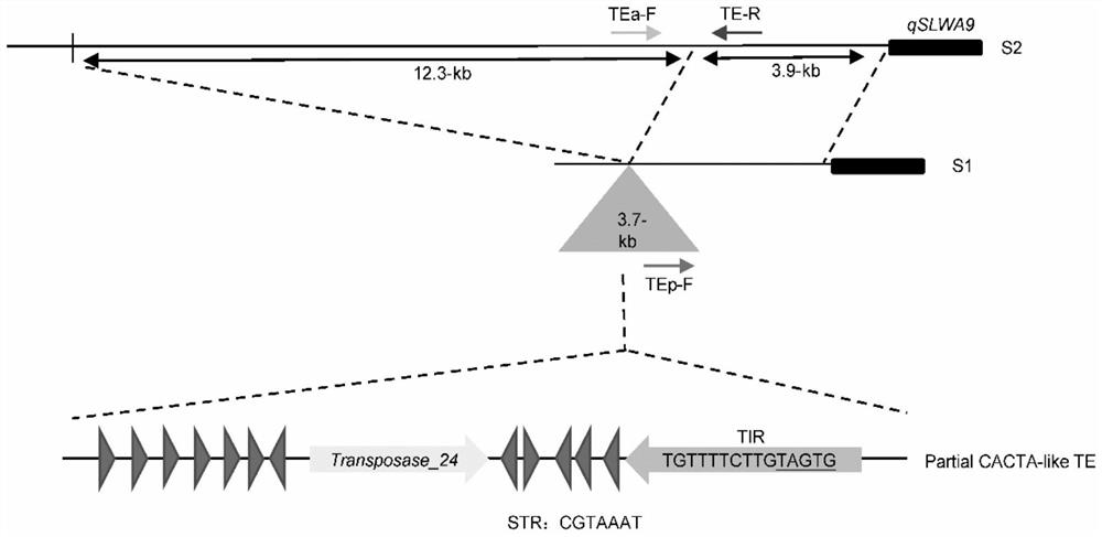 Identification and Application of an Enhanced Gene Expression Sequence in Brassica napus