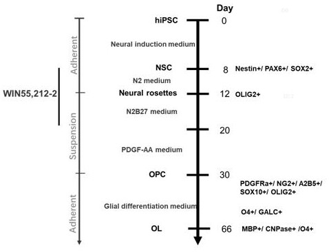 Preparation method and application of oligodendroglia cells