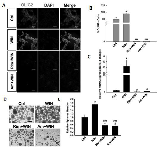 Preparation method and application of oligodendroglia cells