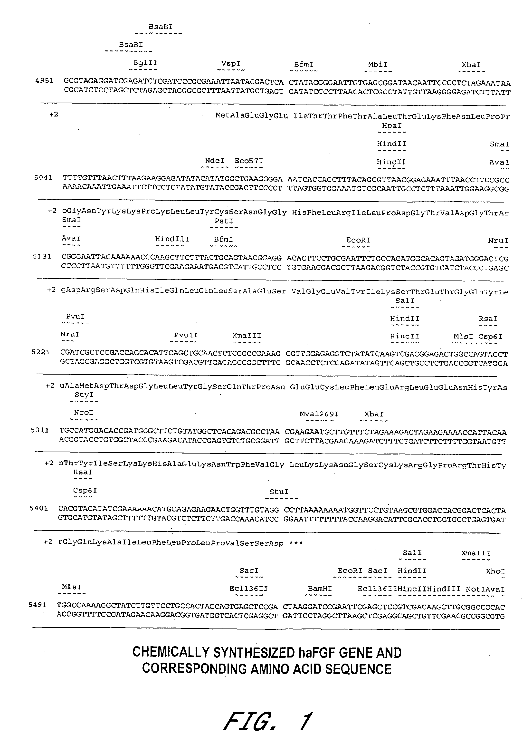 Method of producing biologically active human acidic fibroblast growth factor and its use in promoting angiogenesis