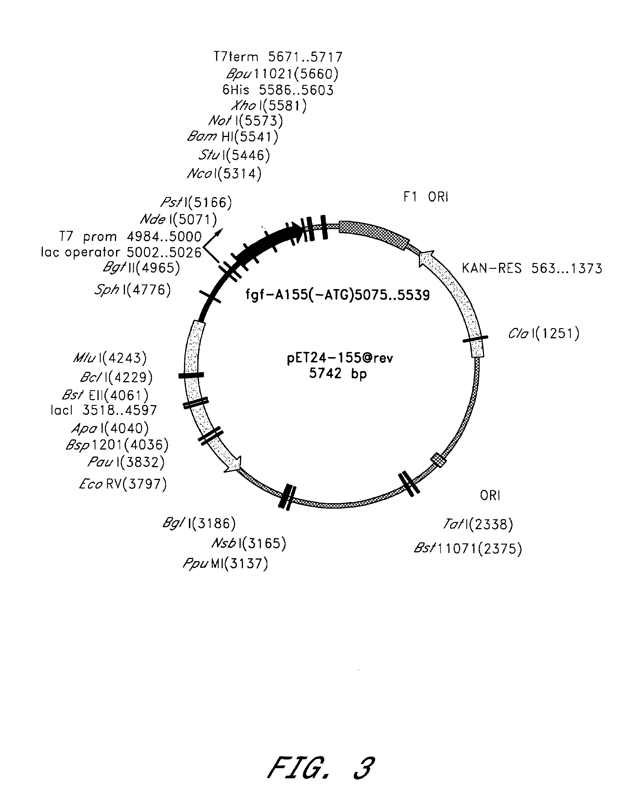 Method of producing biologically active human acidic fibroblast growth factor and its use in promoting angiogenesis