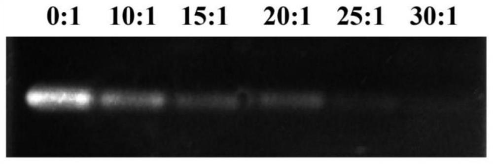 SiRNA-loaded nano-liposome hybrid micelle and preparation method and application thereof