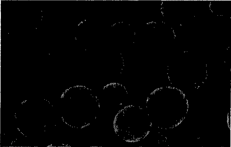 Hydroxycamptothecin sustained-release microsphere and preparation method thereof